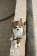 Cat close-up.Little cat