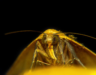 Small Square-spot moth Macro ( Diarsia rubi ) in the family Noctuidae.