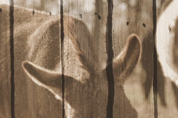 Double exposure of donkey on wood fence shows rustic farm animal.