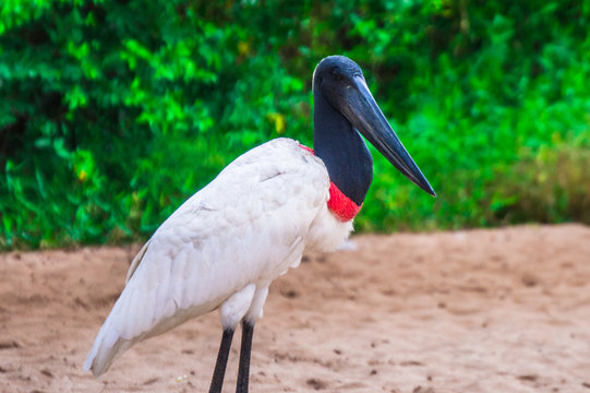 Pantanal