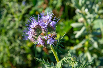 Rainfarn-Büschelschön (Phacelia tanacetifolia), eine lila Pflanze auf einem Feld
