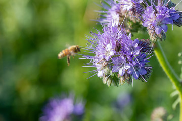 Bienen und Rainfarn-Büschelschön (Phacelia tanacetifolia), eine lila Pflanze auf einem Feld