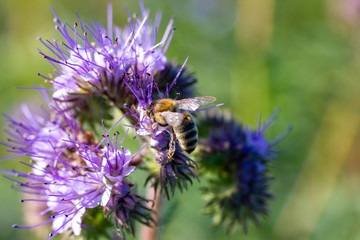 Bienen und Rainfarn-Büschelschön (Phacelia tanacetifolia), eine lila Pflanze auf einem Feld