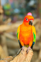 Leg chained Sun parakeet parrot that look so sad and agonize. The sun parakeet or sun conure (Aratinga solstitialis) is a medium-sized brightly colored parrot native to northeastern South America.