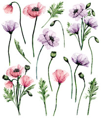 Flowers poppies set, watercolor painting for greeting card, wedding invitation, summer wed design, holiday decoration. Isolated on white background.  