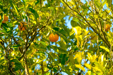 mandarin grows on a tree