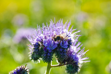 Bienen und Rainfarn-Büschelschön (Phacelia tanacetifolia), eine lila Pflanze auf einem Feld