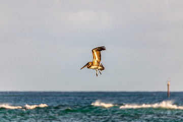 Fototapeta premium Saint Vincent and the Grenadines, flying pelican 