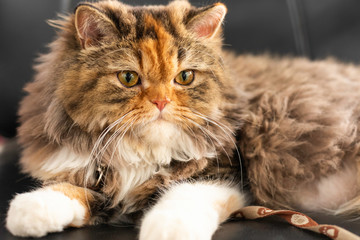 lovely persian cat sitting on black sofa