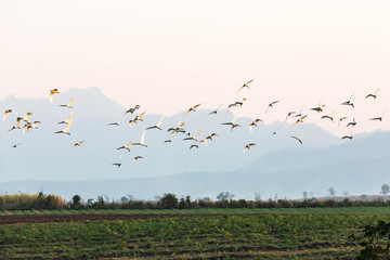 stork, white birds flying over the sky with mountain landscape