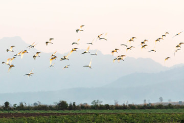 stork, white birds flying over the sky with mountain landscape