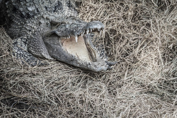 Wild crocodile laying eggs in the straw nest. Alligator is spawning eggs in the straw nest.