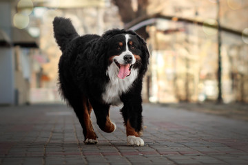 Naklejka na ściany i meble bernese mountain dog walk through the city streets sunset runs