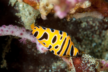 Egg Cowry Cuspivolva tigris