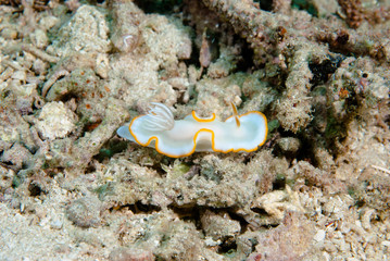 Ardeadoris cf. averni Nudibranch