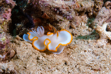 Ardeadoris cf. averni Nudibranch