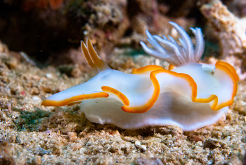 Ardeadoris cf. averni Nudibranch