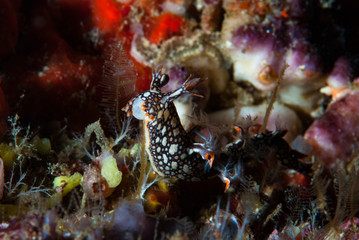 Bornella anguilla Nudibranch