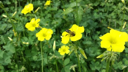 a bee on yellow flower