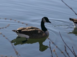 kanadagans, Branta canadensis, gans, gänse, Vogel, Gänsevogel, Vögel, see, teich, weiher, Binnengewässer, stauteich, natur, fluss, Gänsebraten, wild, nach norden ziehen, zugvogel, idylle, wasser, natu