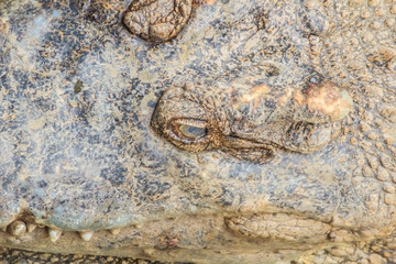 Sharp fangs and scary crocodile that waits for the prey. Dreadful crocodile with a toothy grin to attack the prey.