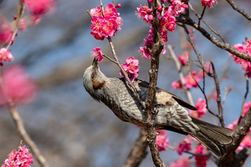 Plum blossoms and brown eyes, Aoba no mori park in Chiba city, Chiba prefecture, Japan