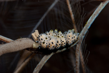 Doto bella Nudibranch