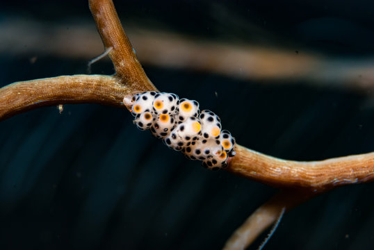 Doto bella Nudibranch