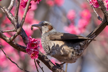 Plum blossoms and brown eyes, Aoba no mori park in Chiba city, Chiba prefecture, Japan