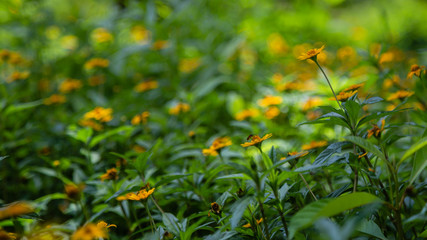 Wildflowers
