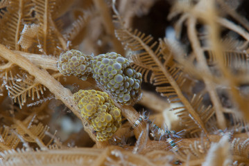 Doto ussi Nudibranch