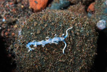 Flabellina bicolor Nudibranch