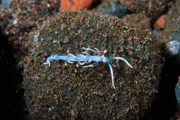 Flabellina bicolor Nudibranch