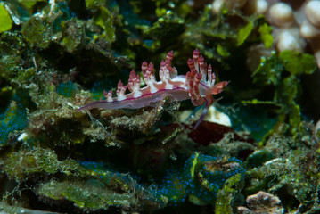 Flabellina rubrolineata Nudibranch