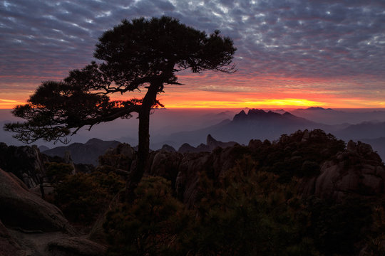 Pine Tree silhouette during sunset, Vibrant red and orange sky in the distance, mountains and horizon. Sanqing Mountain in Jiangxi Province, China. Mist and Fog in the distance, UNESCO World Heritage