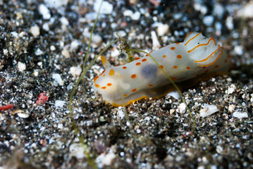 Gymnodoris ceylonica Nudibranch