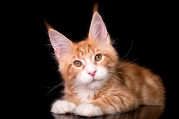 Cute maine coon kitten on black background in studio, isolated.