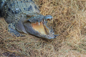Wild crocodile laying eggs in the straw nest. Alligator is spawning eggs in the straw nest.