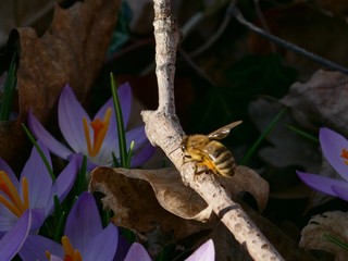 Biene, Bienen, Bees, Bienen sammeln Honig, Bienen sammeln Nektar, Pollen, Krokus, Krokusse, fleißige Biene, busy bee, Crocus vernus, crocus, Krokusblüte, Krokusse im Wald, Blütenmeer, Blütenteppich,