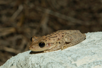 Cuban treefrog - Osteopilus septentrionalis