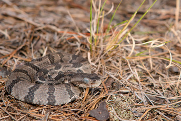 Baby timber rattlesnake - Crotalus horridus