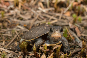 Baby eastern box turtle - Terrapene carolina carolina