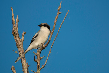 Loggerhead shrike - Lanius ludovicianus
