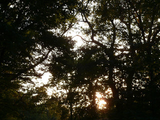 sunset in forest