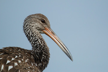 Limpkin - Aramus guarauna