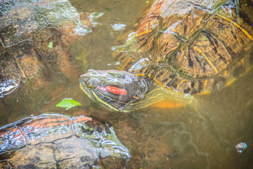 Cute red-eared slider (Trachemys scripta elegans), also known as the red-eared terrapin, is a...
