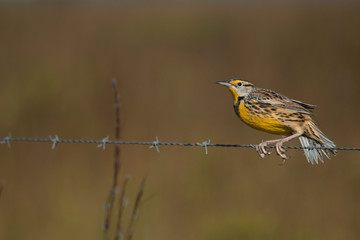 Eastern meadowlark on a barbed-wire fence - Sturnella magna