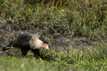 Crested caracara in grassland - Caracara cheriway