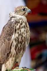 arab falcon