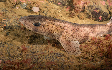 Catshark
